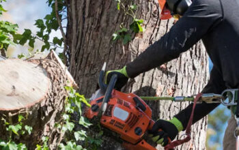 Čistenie pozemku od náletových drevín ako základ úpravy terénu